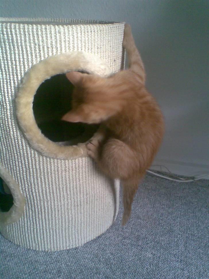 Huskat Frida billede 3