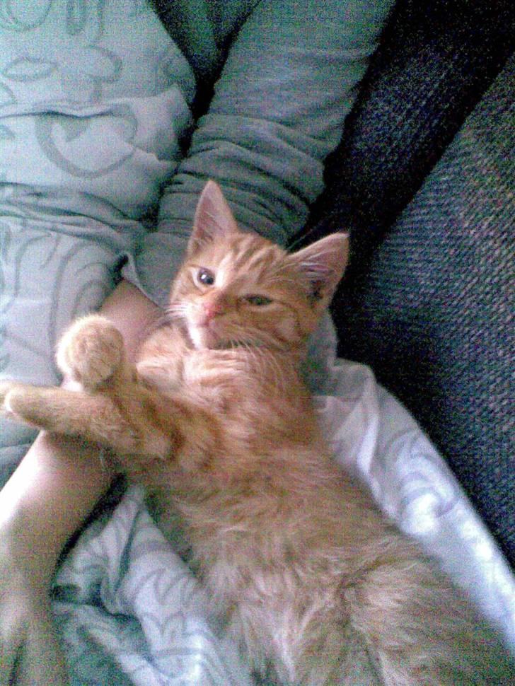 Huskat Frida billede 4