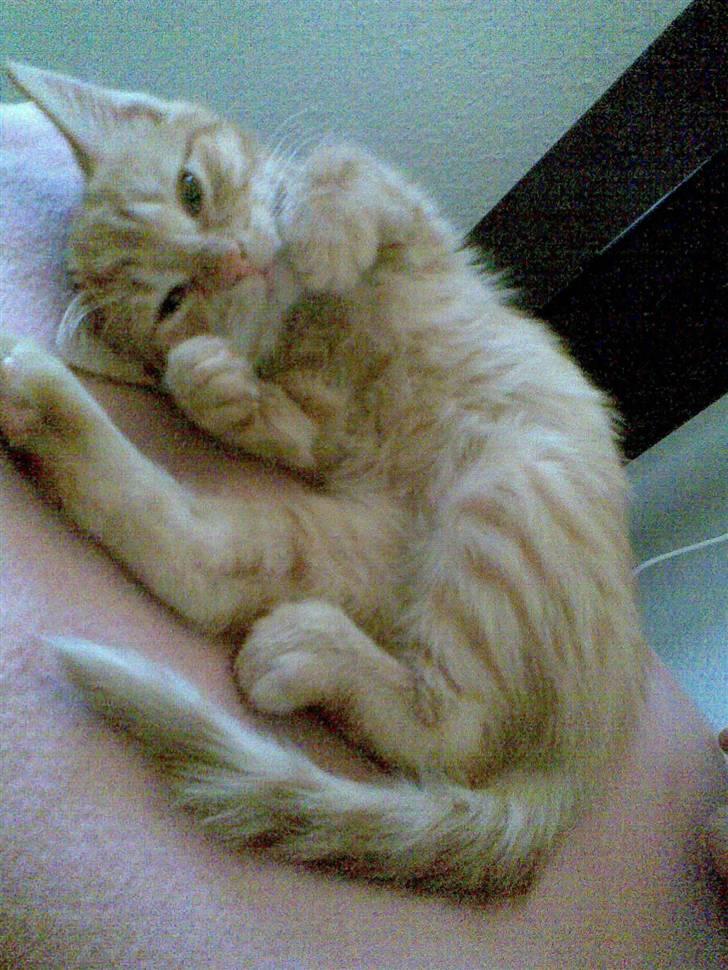 Huskat Frida billede 5