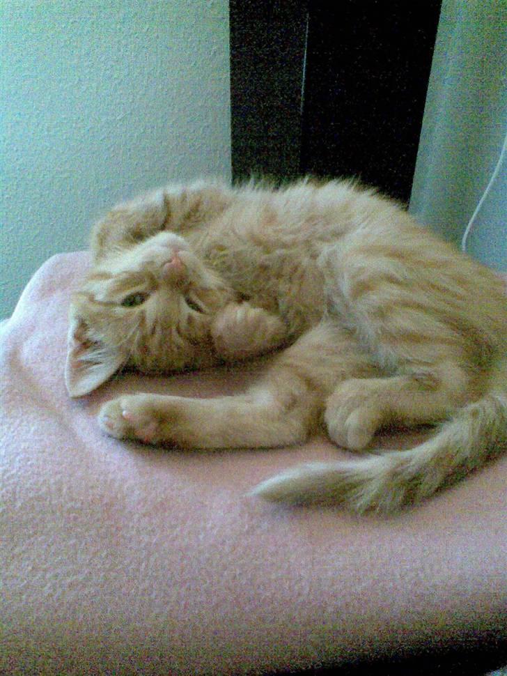 Huskat Frida billede 6