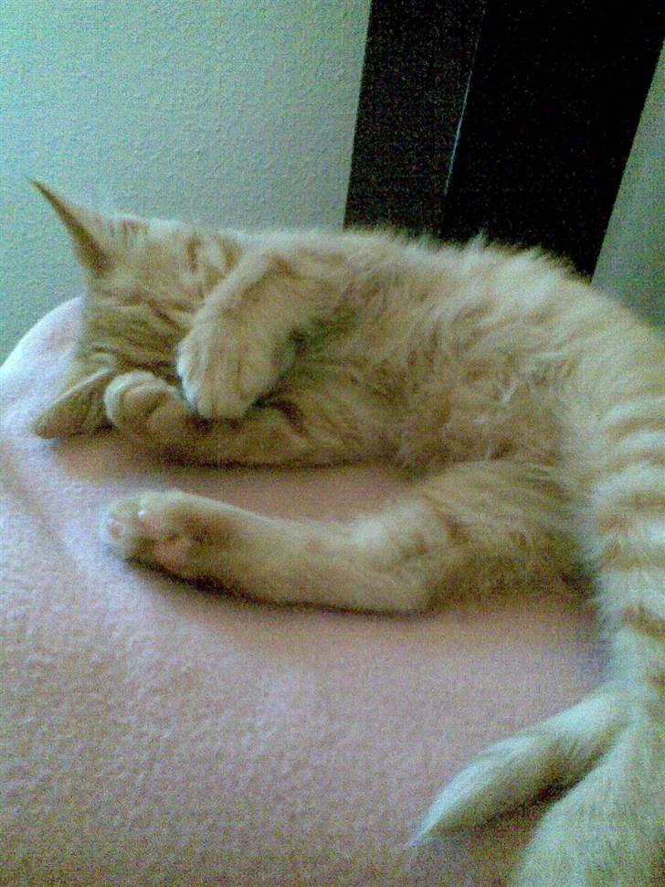 Huskat Frida billede 7