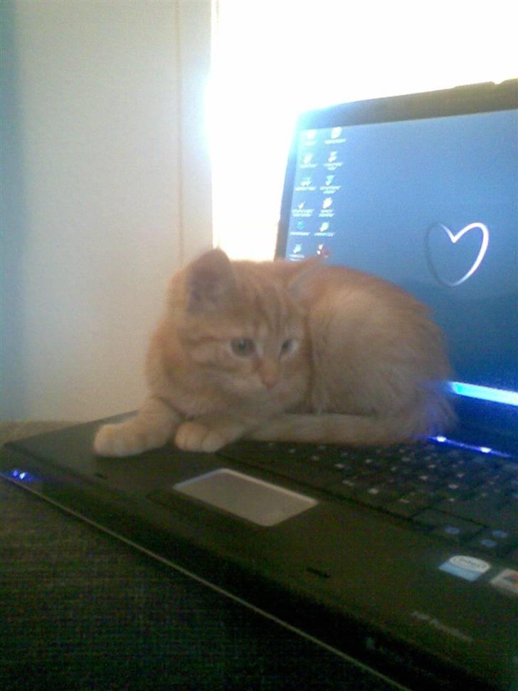 Huskat Frida billede 8