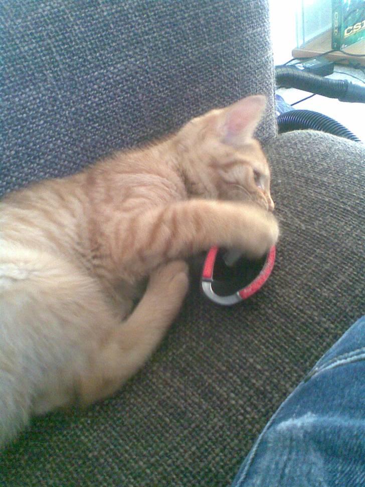 Huskat Frida billede 9