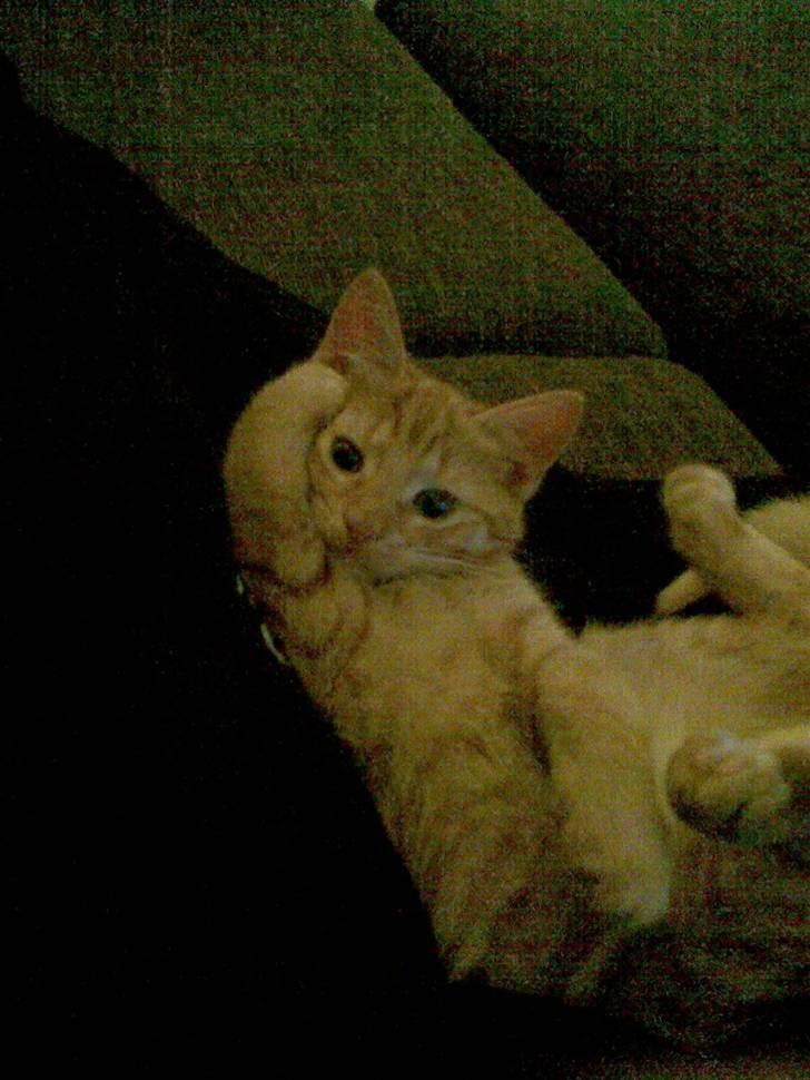 Huskat Frida billede 10