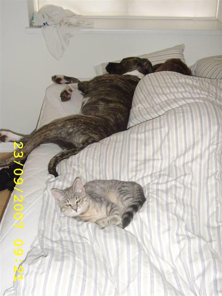 Huskat Mizzi billede 19