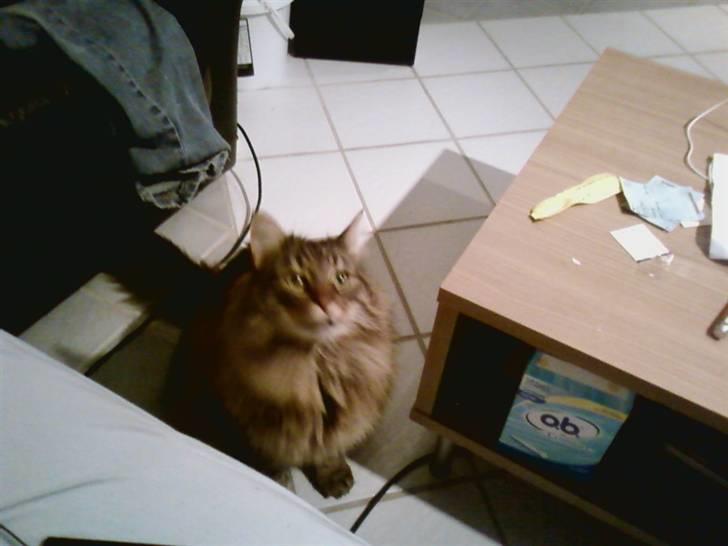 Norsk Skovkat Robin billede 2