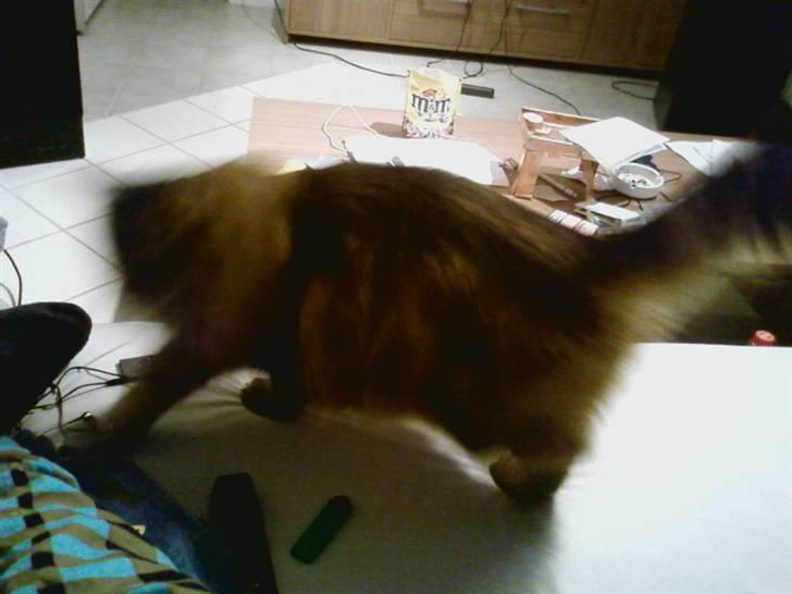 Norsk Skovkat Robin billede 3