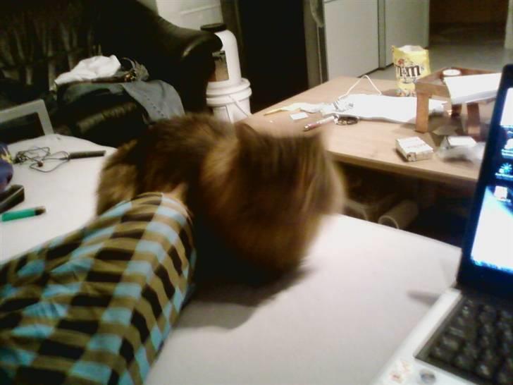 Norsk Skovkat Robin billede 4