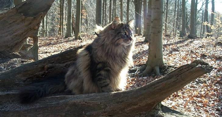 Norsk Skovkat Robin billede 5