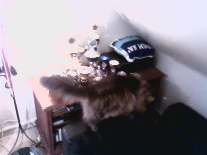 Norsk Skovkat Robin billede 6