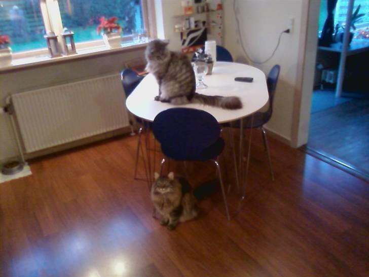 Norsk Skovkat Robin billede 7