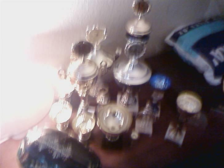 Norsk Skovkat Robin billede 8