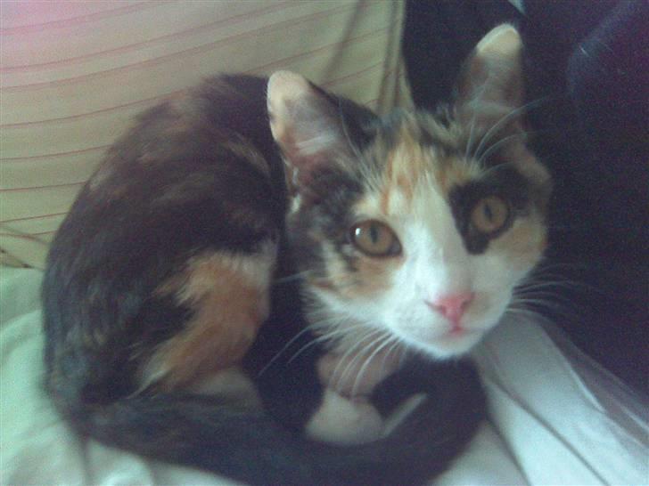 Huskat LilleFis ---Givet bort--- - Min lille baby :) billede 1