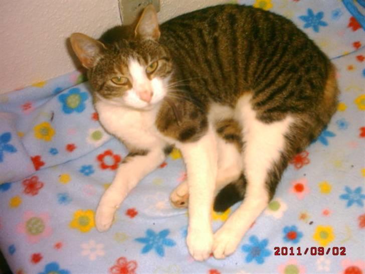 Huskat Matilde billede 1