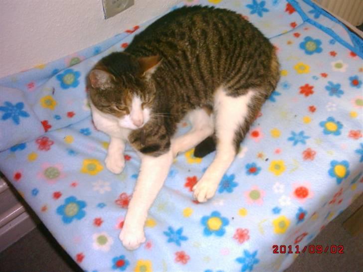 Huskat Matilde billede 2