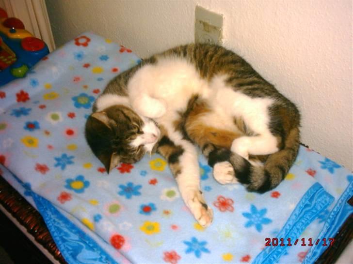 Huskat Matilde billede 3