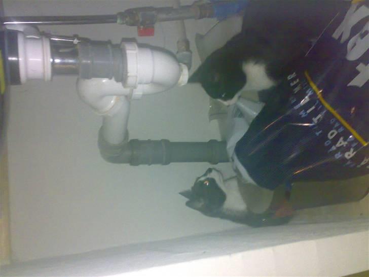 Huskat buller - under vasken.. her finder hun os ikke billede 1