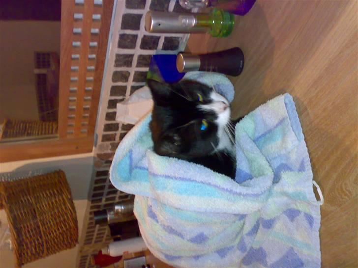 Huskat buller - sove tid.. kan godt li a blive dækket til billede 2