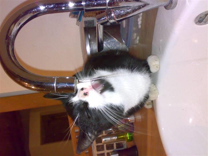 Huskat buller - vand er bedst fra vandhanen billede 3