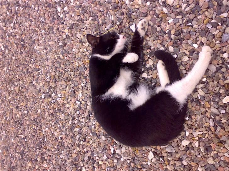 Huskat buller - har lige sagt "hej missen" billede 4