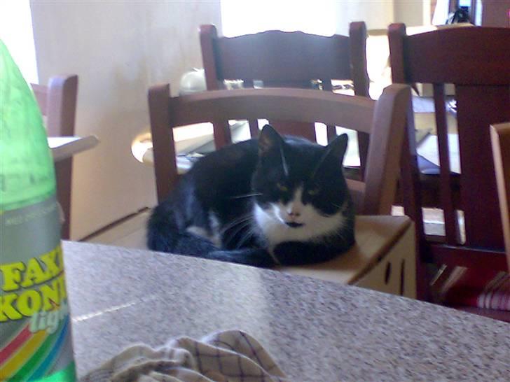 Huskat buller - han elsker papkasser?! billede 7