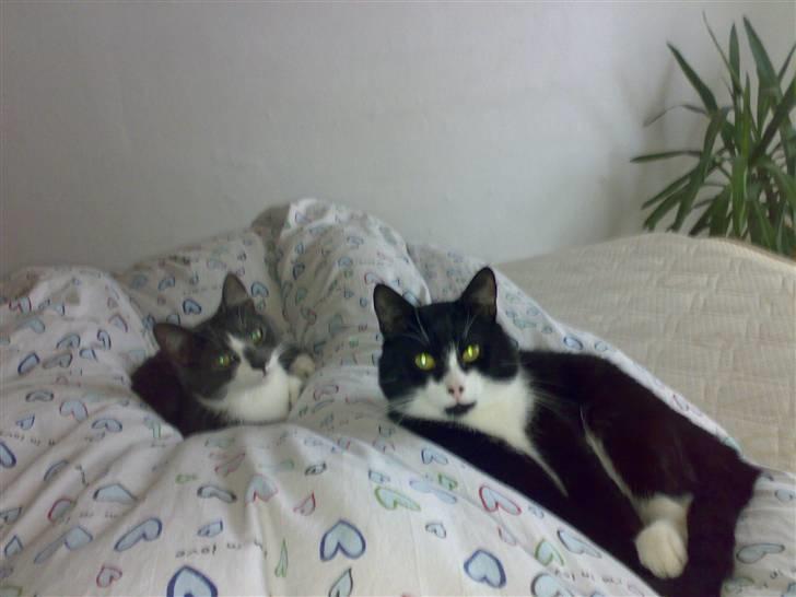 Huskat buller - om morgenen når de må ligge i sengen. det bare skønt billede 8