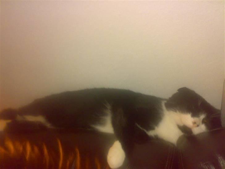 Huskat buller - dovne kat.. ved ikke lige hva der skete med hans øre billede 9