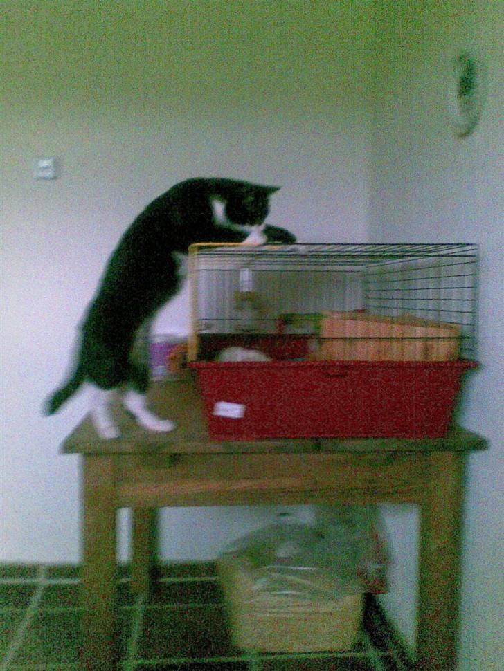 Huskat buller - han elsker mine andre dyr og især at liggen oven på burene billede 10