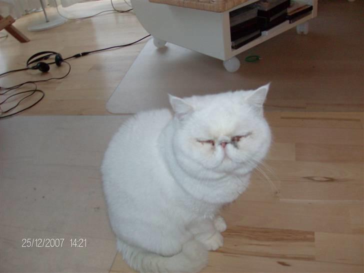 Blanding af racer Polka  - Smilende polka billede 6