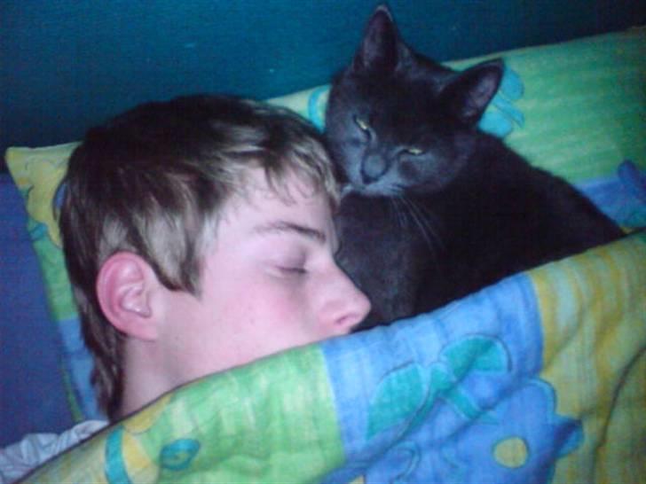 Russian Blue Molli billede 19