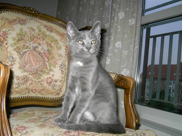 Blanding af racer Mulle  - Foto Model. billede 1