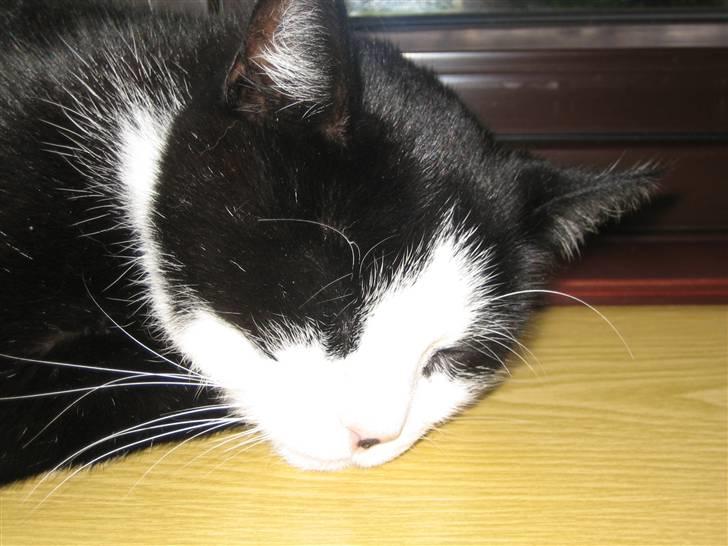 Blanding af racer <3 Adolf <3 - Det er var så det...håber du nød det,,nu er jeg træt billede 20