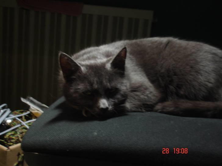 Russian Blue Molli billede 20