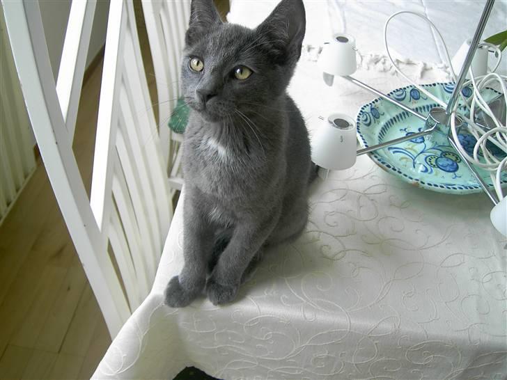 Blanding af racer Mulle  - Se lige de øjne billede 2