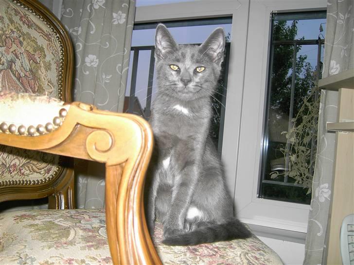 Blanding af racer Mulle  - Bølle Miss billede 3