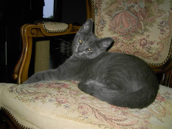 Blanding af racer Mulle  - Se mig lige engang billede 4