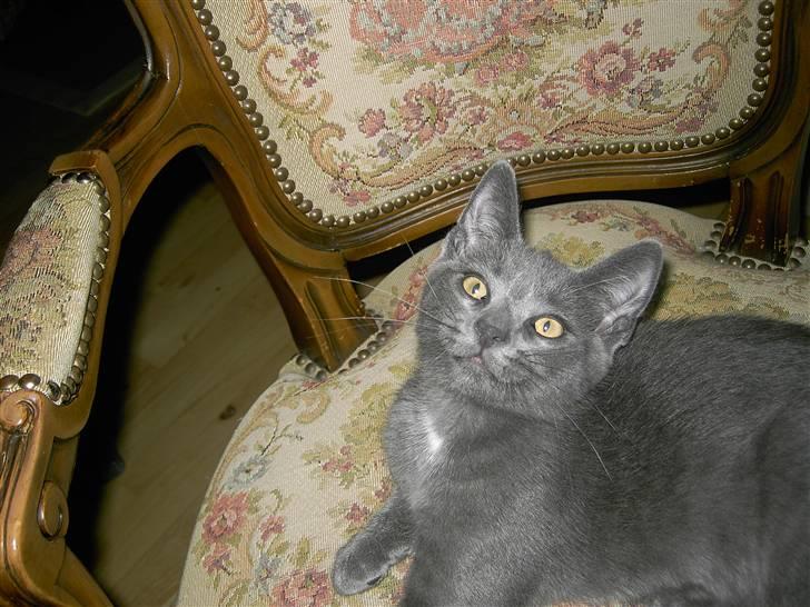 Blanding af racer Mulle  - Haaah  billede 5