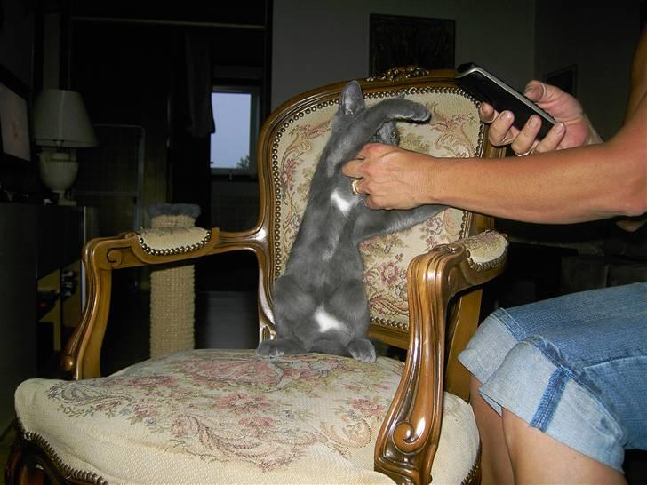 Blanding af racer Mulle  - altså moooaaar la vær a dril-.... billede 6