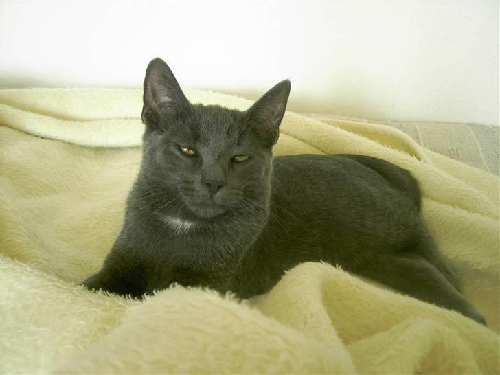 Blanding af racer Mulle  - :)Min miss billede 7