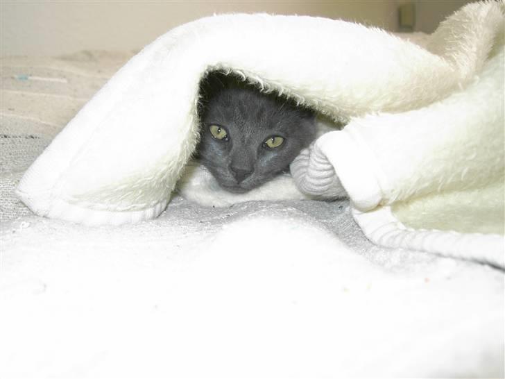 Blanding af racer Mulle  - KUKUK. jeg er her billede 8