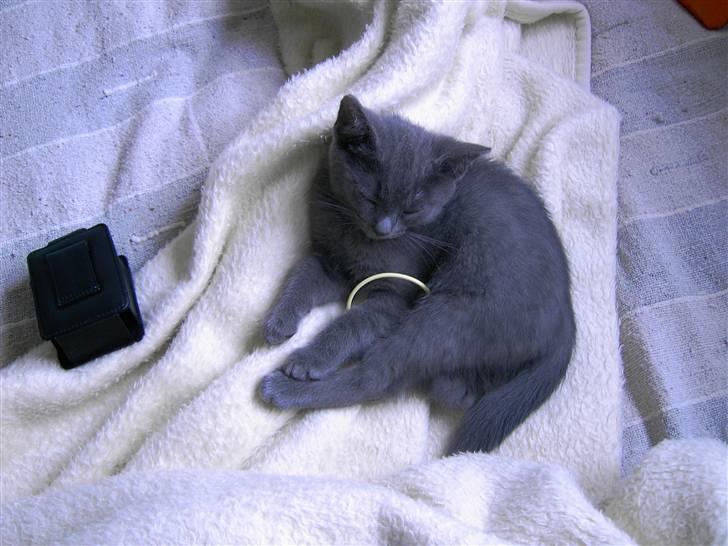 Blanding af racer Mulle  - :)) billede 9