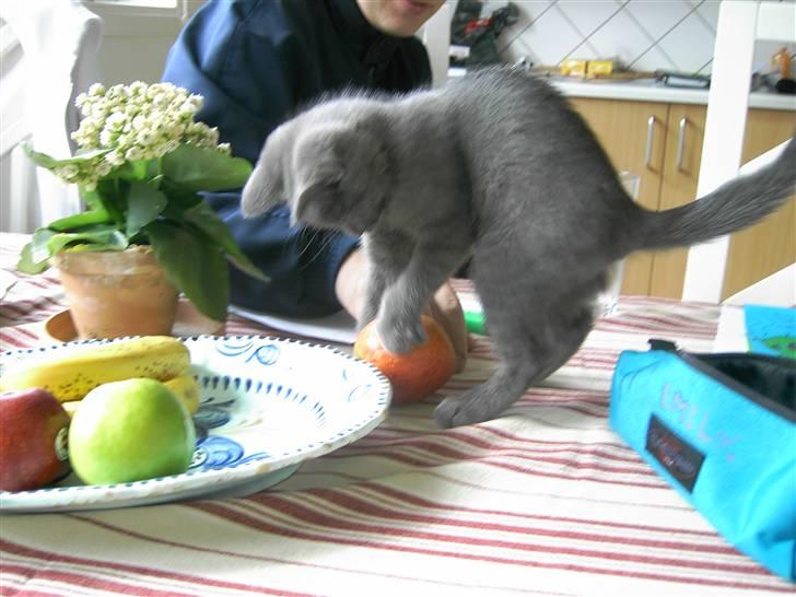 Blanding af racer Mulle  - konfu miss billede 10