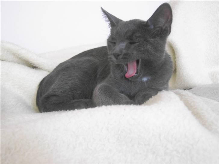 Blanding af racer Mulle  - jeg er træt billede 11