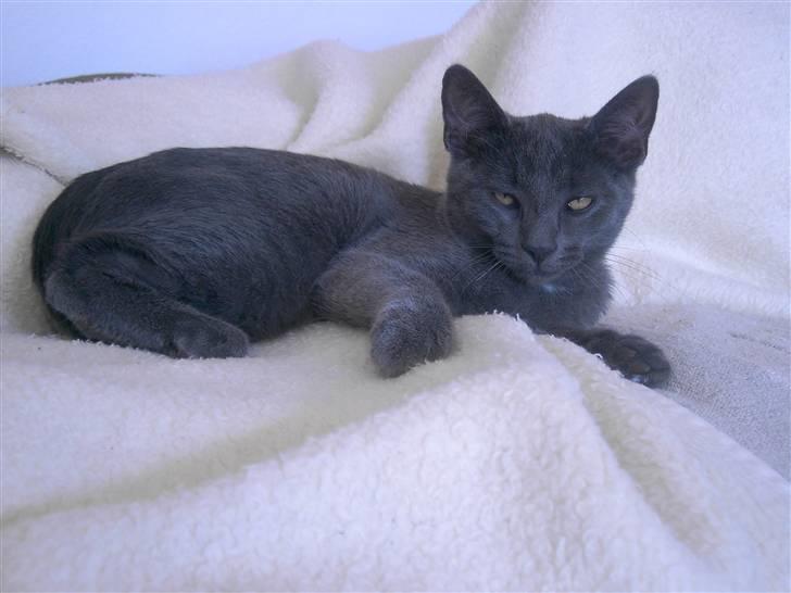 Blanding af racer Mulle  - Hotte bølle miss billede 12