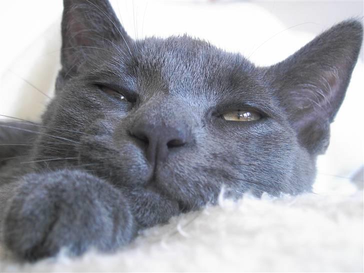 Blanding af racer Mulle  billede 13