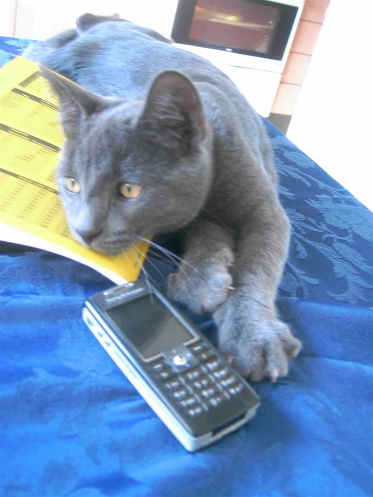 Blanding af racer Mulle  billede 14