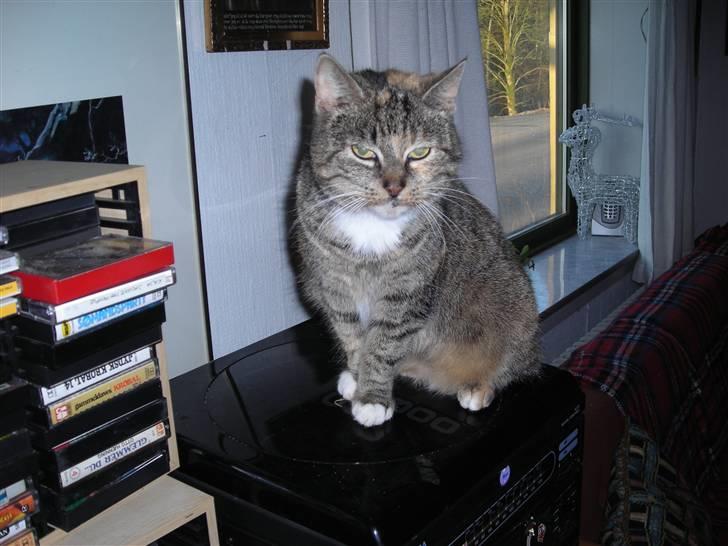 Huskat skælle  billede 1