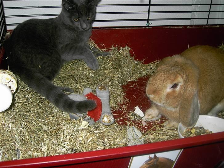 Blanding af racer Mulle  billede 15