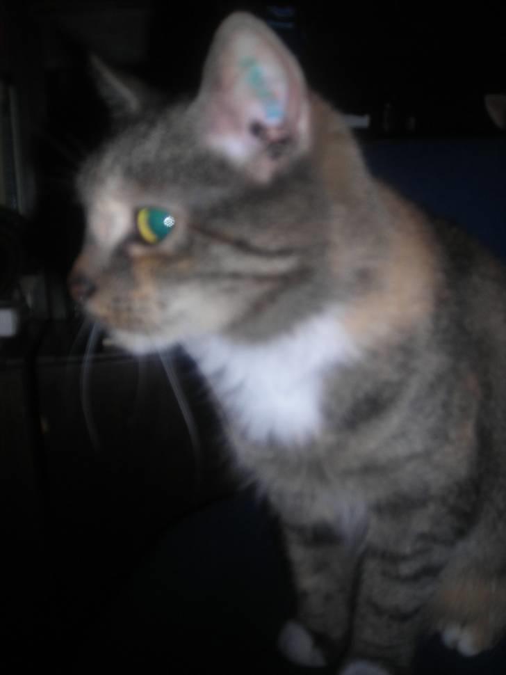 Huskat skælle  billede 2