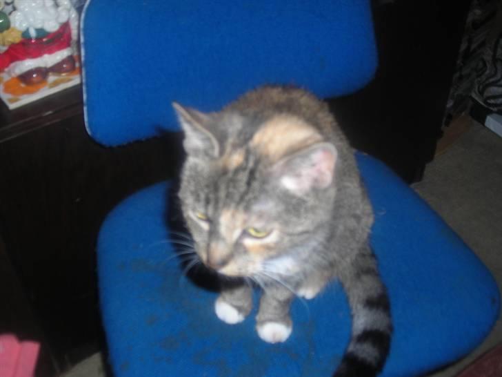 Huskat skælle  billede 3